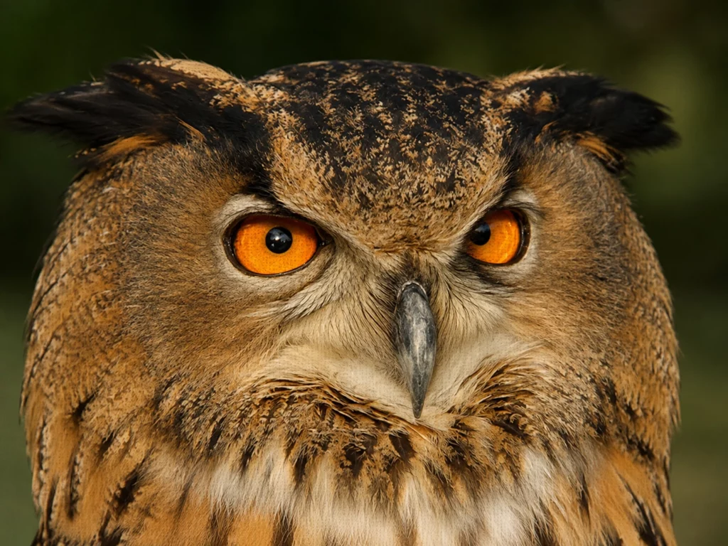 hibou grand duc 9