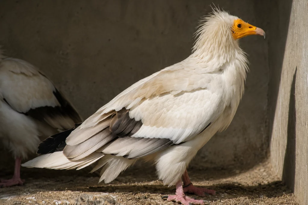 vautour percnoptere